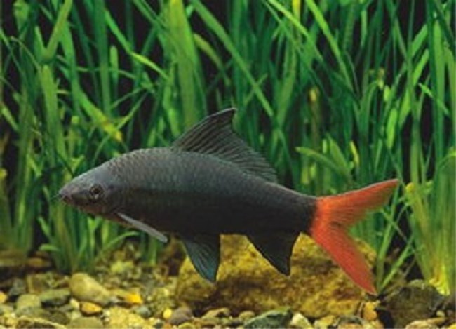 五彩缤纷绚丽多彩的观赏鱼,多彩缤纷的热带鱼图片