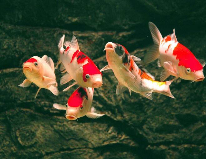 温柔的金鱼是经不起鲤鱼的*力暴**的！