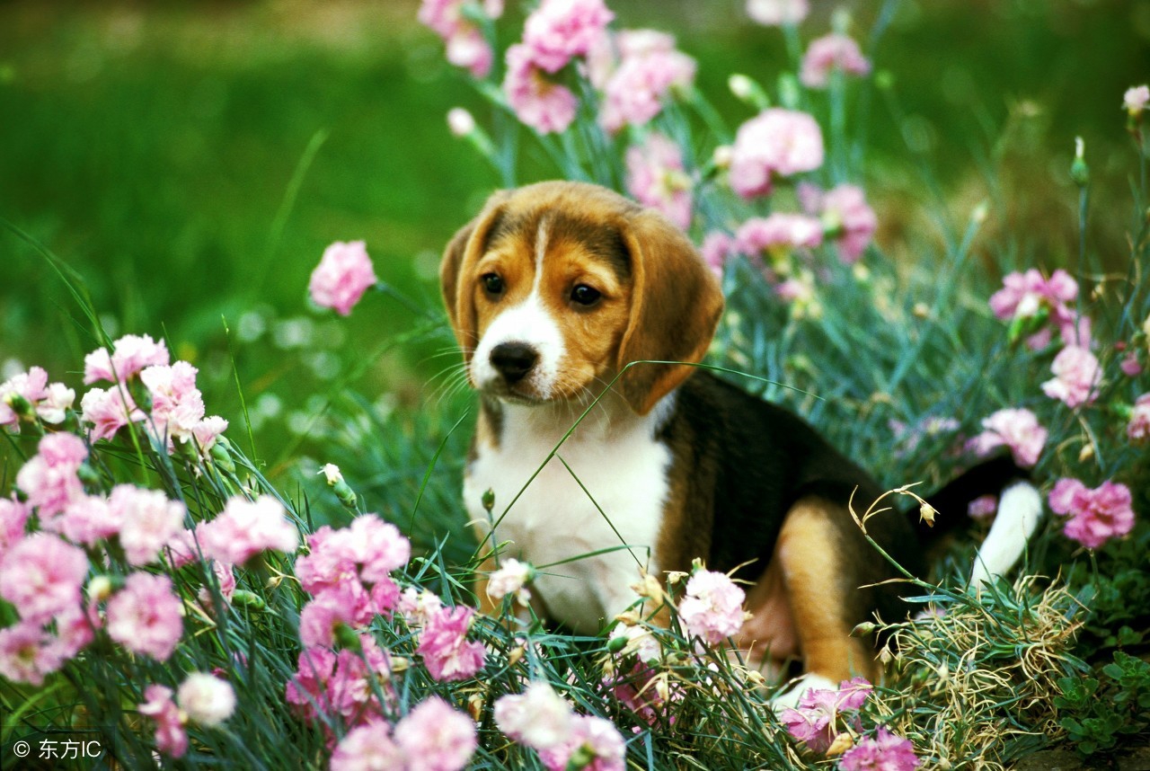 2018年属狗本命年有什么禁忌,属狗的人本命年运势分析