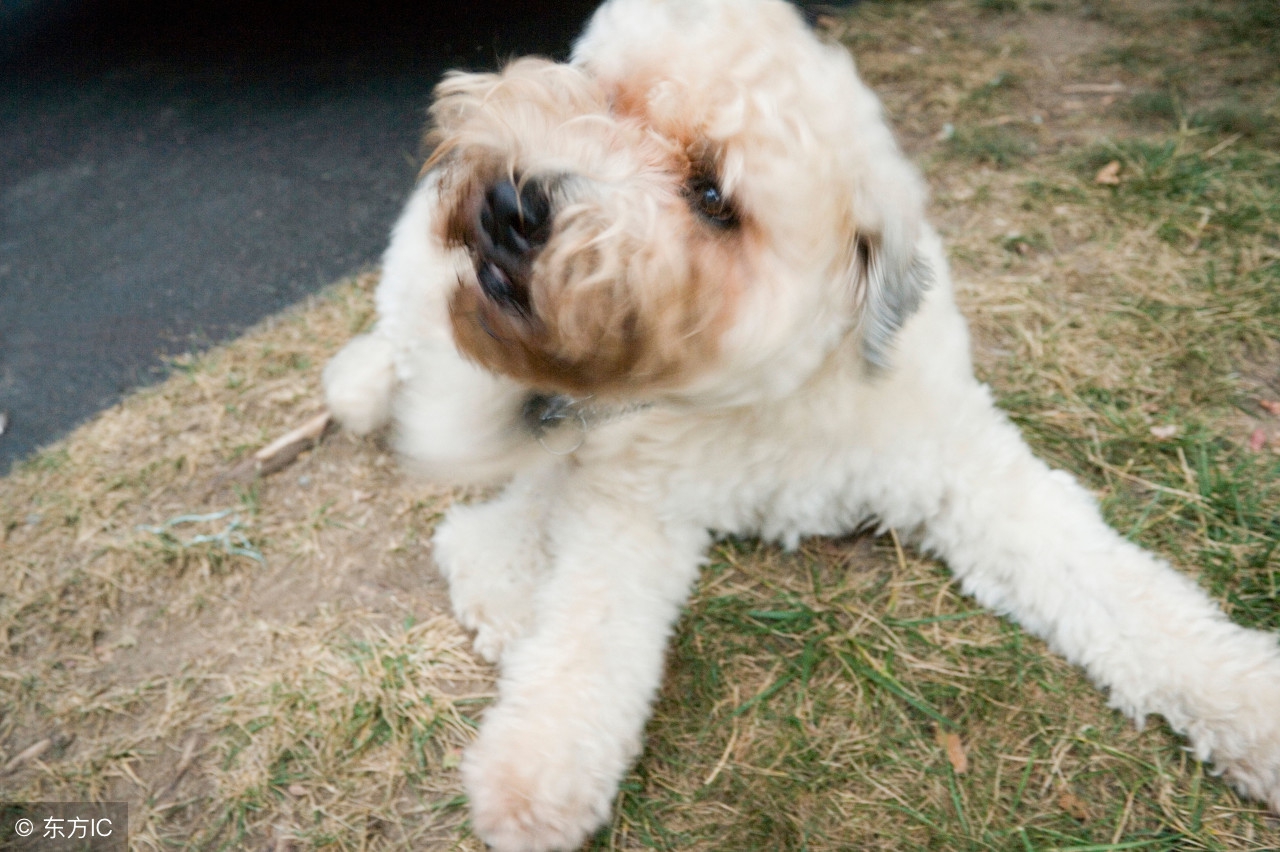 2018年属狗本命年有什么禁忌,属狗的人本命年运势分析