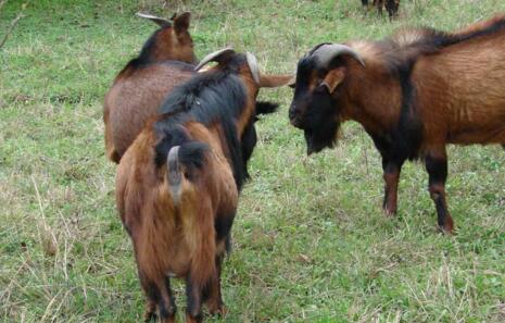 南江黄羊哪里养得最多,南江黄羊种羊多少钱一斤