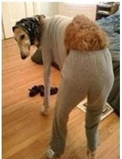 京东强势回应作家六六,六六京东事件原文