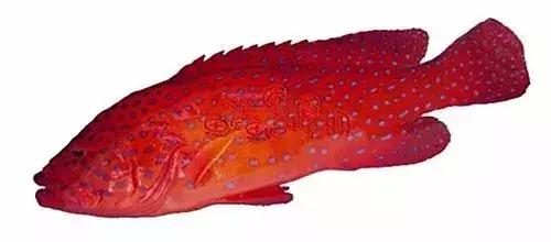 常见的大型海鲜鱼类有哪些,名贵海鲜鱼类大全