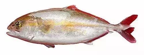 常见的大型海鲜鱼类有哪些,名贵海鲜鱼类大全