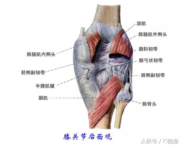 从运动角度来看膝关节为什么会痛,膝关节外侧疼痛点全面解析