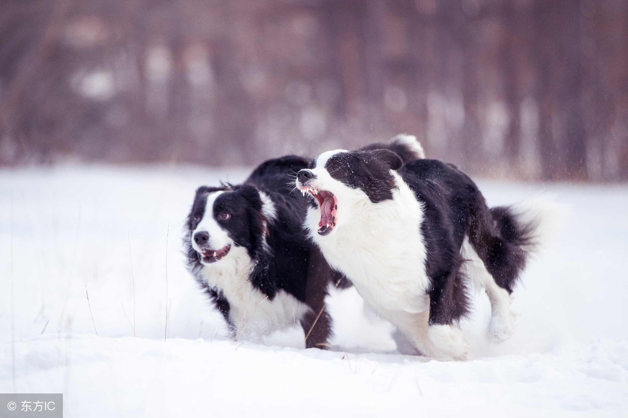 边境牧羊犬日常护理,边境牧羊犬美容护理方法