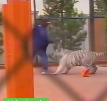 拳王泰森和巨型猛兽打架,拳王泰森跟狮子打架