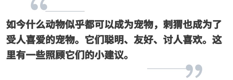 非洲迷你刺猬生了宝宝怎么照顾,怎么照顾刺猬