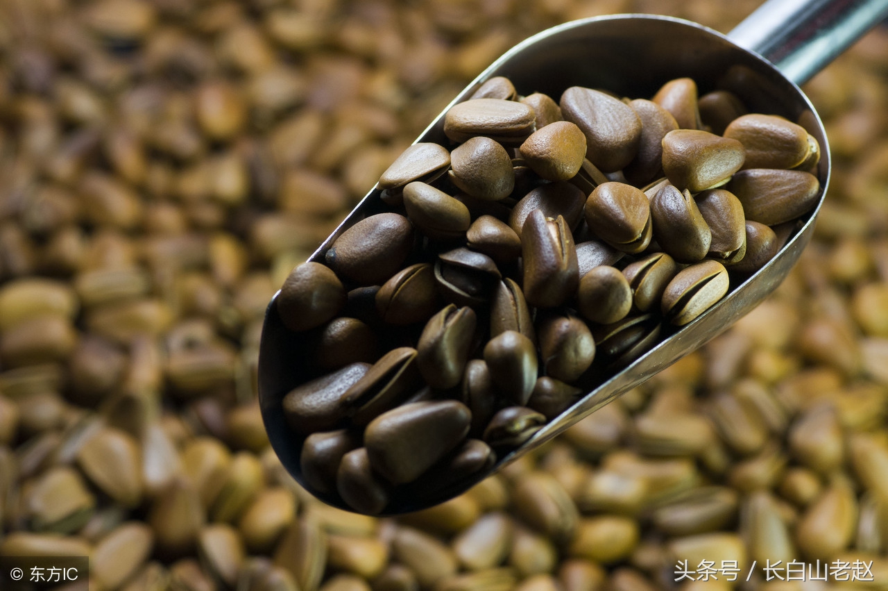 正宗东北长白山红松子,东北长白山野生核桃松子