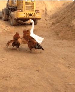 [4]周末开心，大吉大利，我们一起吃鸡