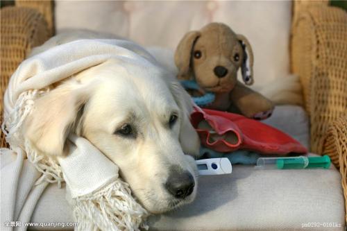 狗狗吃咸的咳嗽了怎么治疗,小牛犊拉稀咳嗽的快速治疗方法