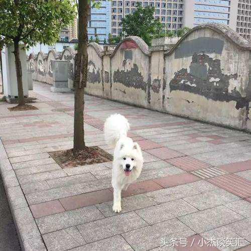 女子花一万买皮草水洗后变标本,女子花50块钱买只仓鼠