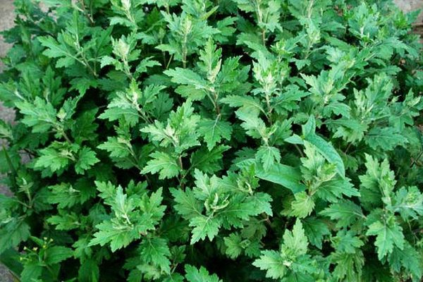 农村有一种草是脚气的克星,农村常见草祛脚气