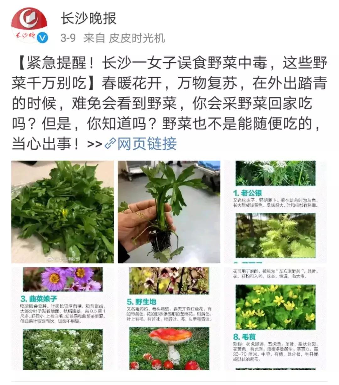 春天餐桌上不容错过的两种野菜,春天不可辜负的六种野菜