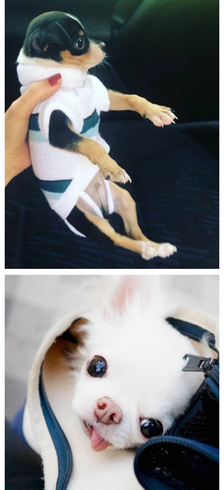 吉娃娃是世界上最小的纯种犬,吉娃娃是最古老的犬种