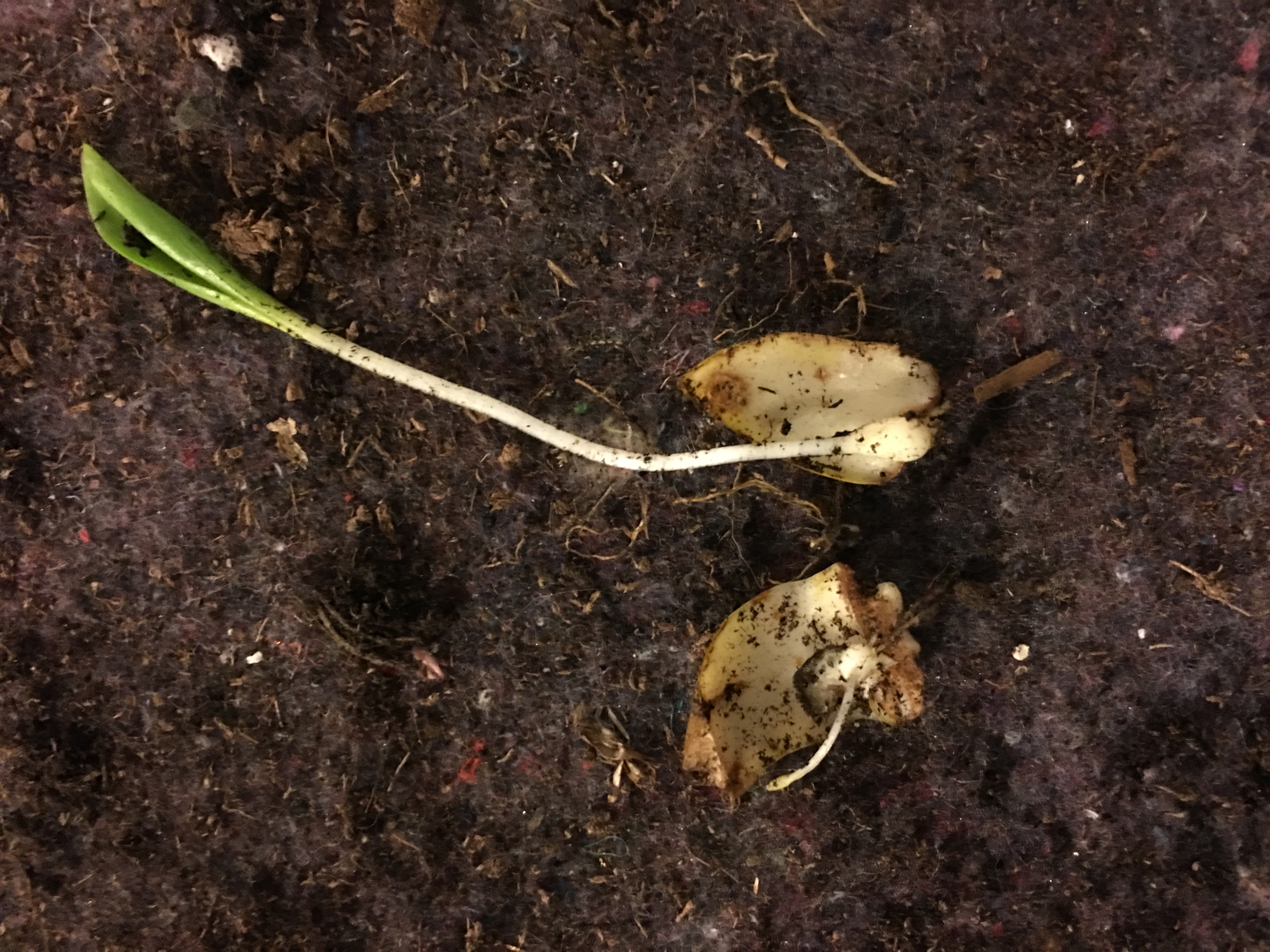 黄金甲香水百合养护,香水百合养护教程