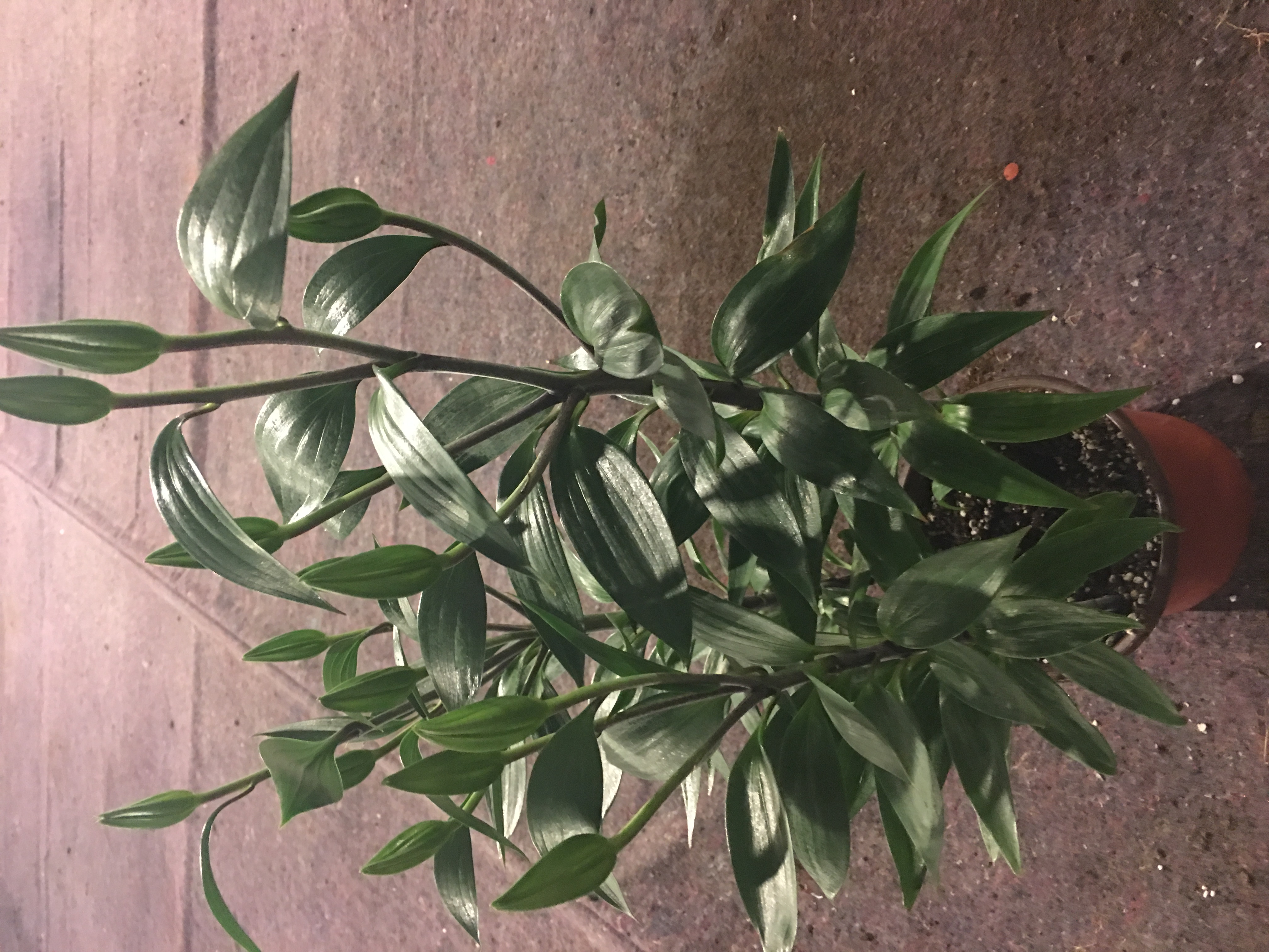 黄金甲香水百合养护,香水百合养护教程