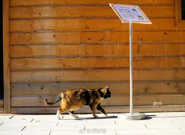 猫谱：因相成名，因名成谱《蓝毛毛找猫》24：猫出有名