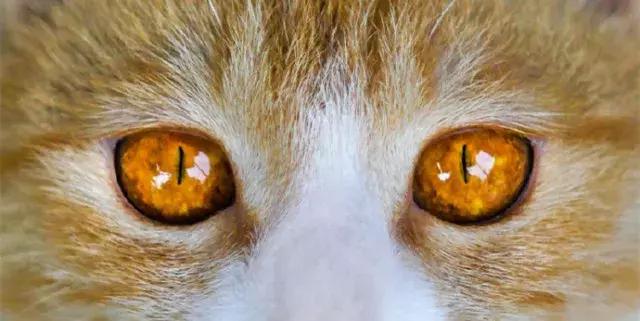 猫谱：因相成名，因名成谱《蓝毛毛找猫》24：猫出有名