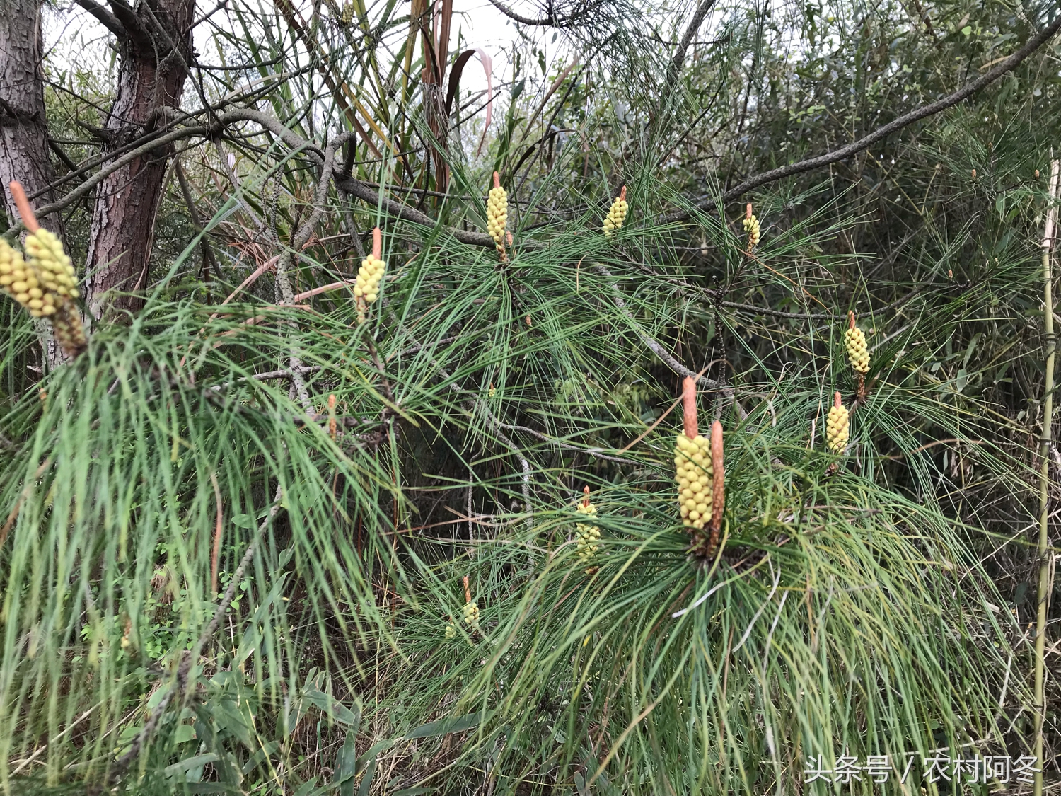 山上的松花粉多少钱一斤,药材松花粉