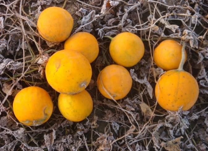 每个月份适合种植什么中药材,中药材种植九月份可种的中药材