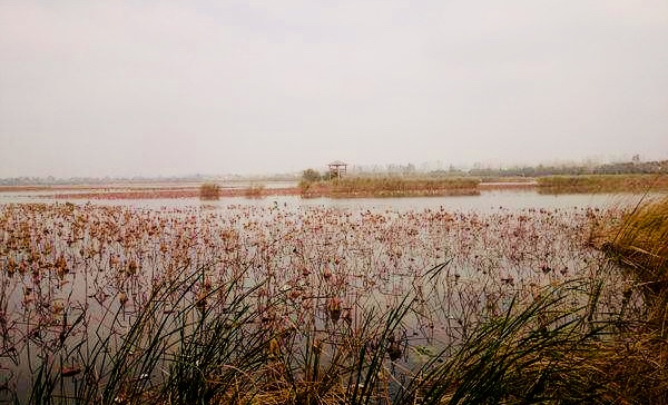 荷花：龙湖的风神韵致