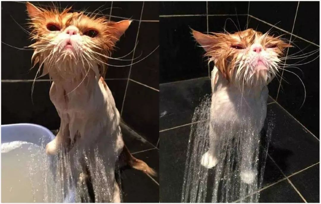 猫洗澡和spa哪个好,猫咪真的喜欢做spa