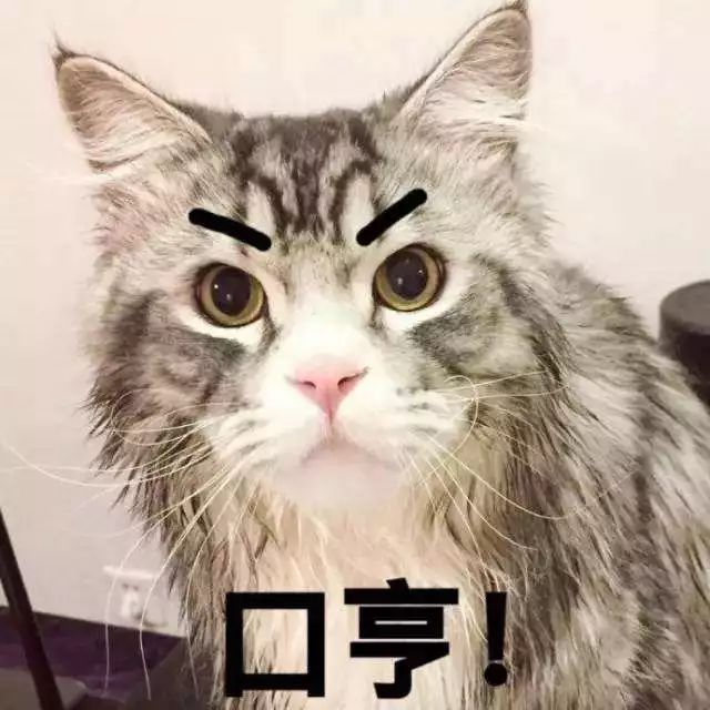 猫洗澡和spa哪个好,猫咪真的喜欢做spa