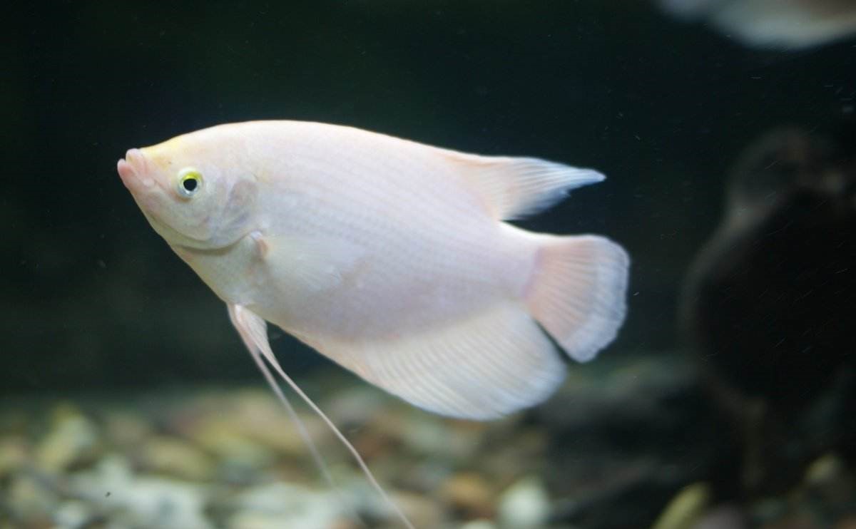 招财鱼饲养的技巧,招财鱼最佳饲养方法