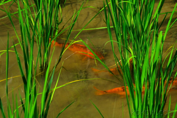 美丽浙江——青田县