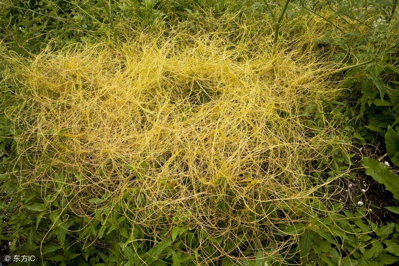 路边不起眼的野草却是补肾良药,农村哪种野草能吃对身体好