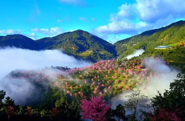 带你去流溪湾丰华园赏樱花,走啊我带你去看樱花的文案
