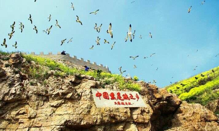 春季去哪里看鸟比较好？山东荣成海驴岛万鸟齐鸣，翱翔天际