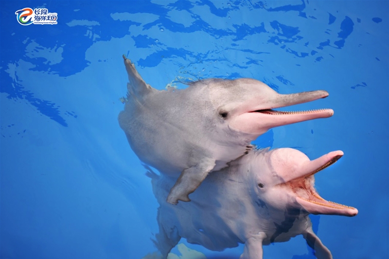 珠海横琴长隆海洋王国今天的消息,珠海横琴长隆海洋王国团购