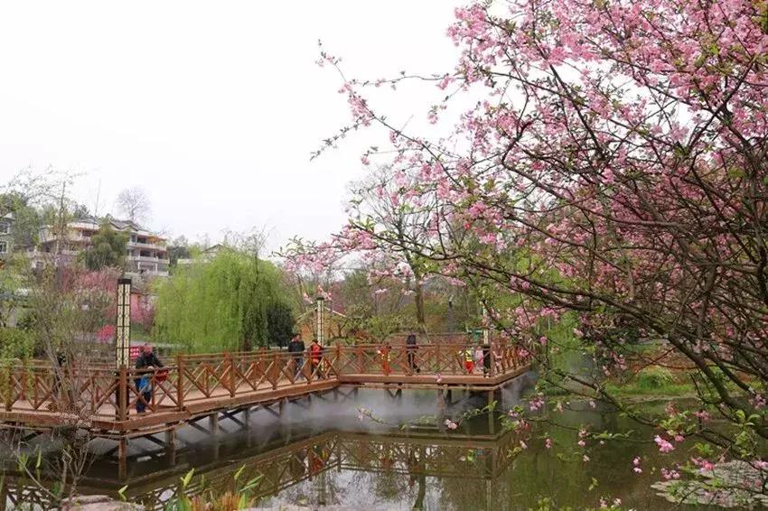 醉美赏花季,遵义醉美旅行