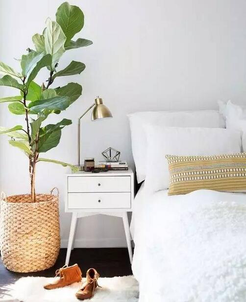 什么绿植吸甲醛比较好,什么绿植吸甲醛特别好