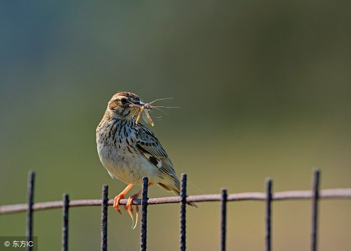听一听云雀鸟的叫声,云雀鸟天空中的自然叫声