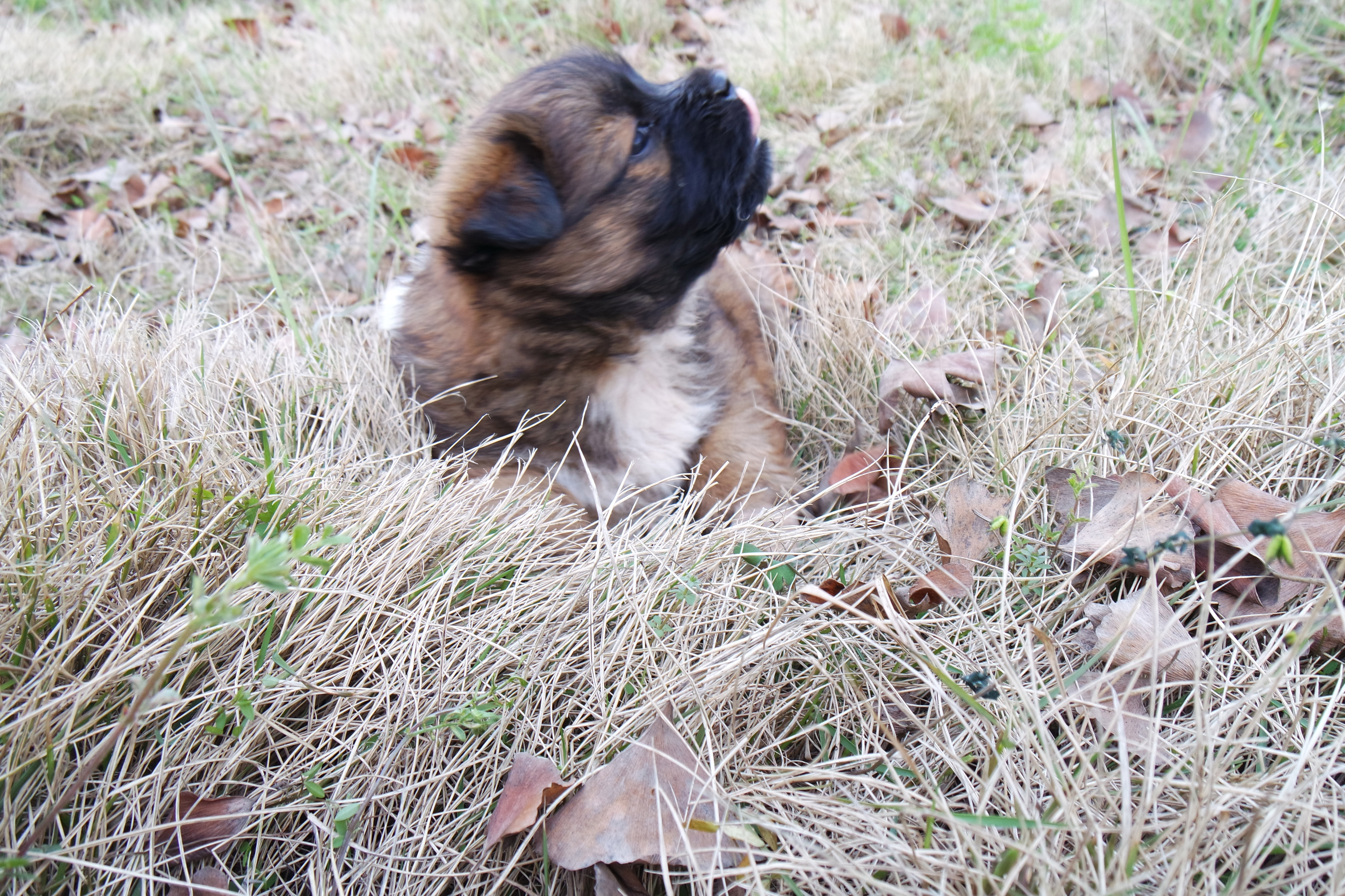武昌理工学院樱花,武昌理工学院滚烫的青春