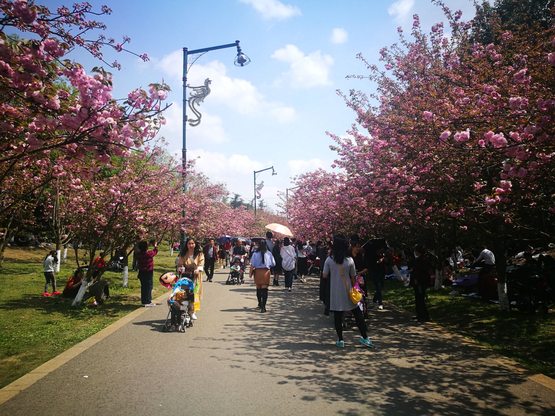 青白江凤凰湖樱花门票多少钱,青白江凤凰湖看樱花