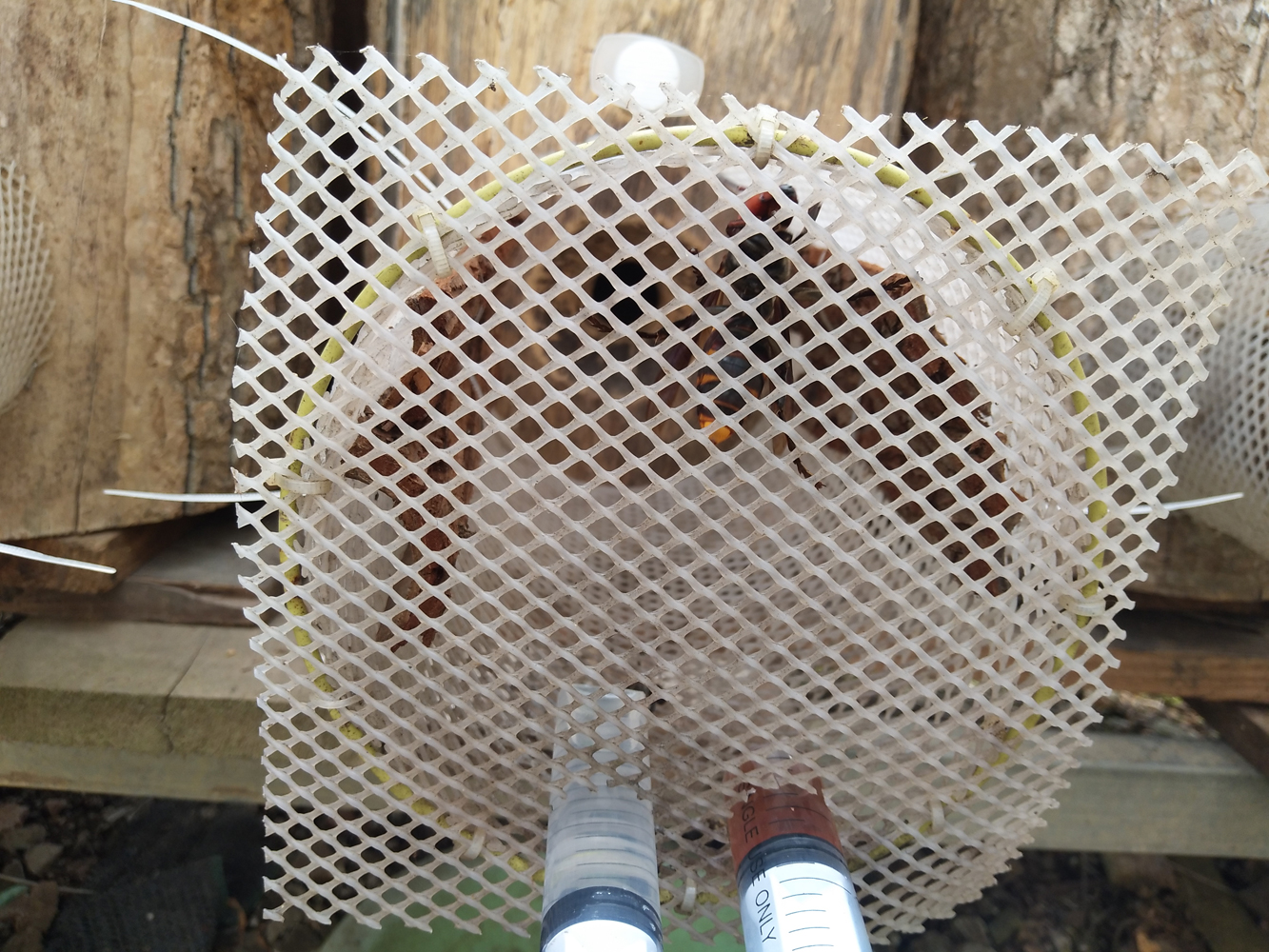 金环胡蜂和黑盾胡蜂养哪个比较好,金环胡蜂养殖全套技术公布