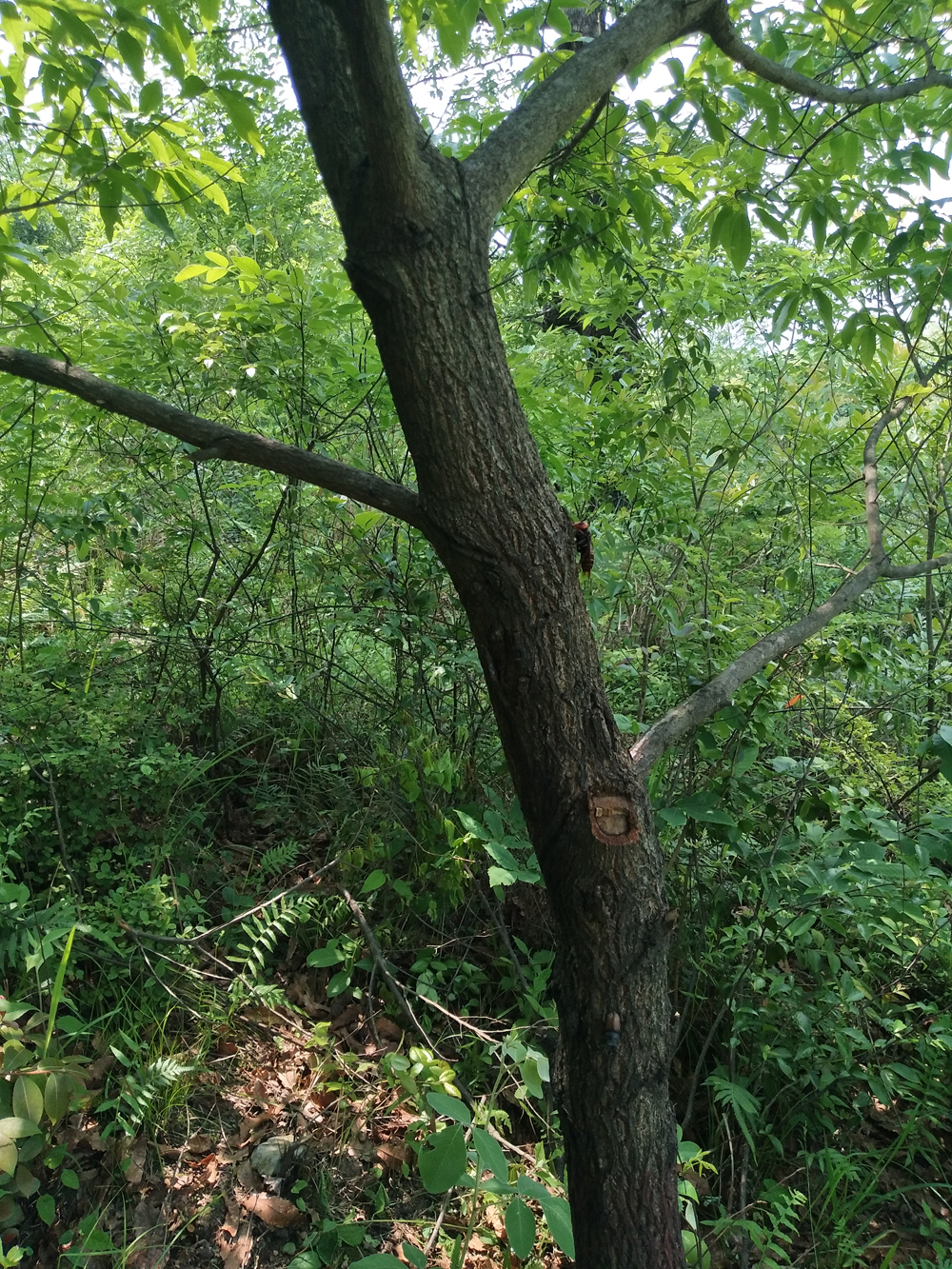 金环胡蜂和黑盾胡蜂养哪个比较好,金环胡蜂养殖全套技术公布