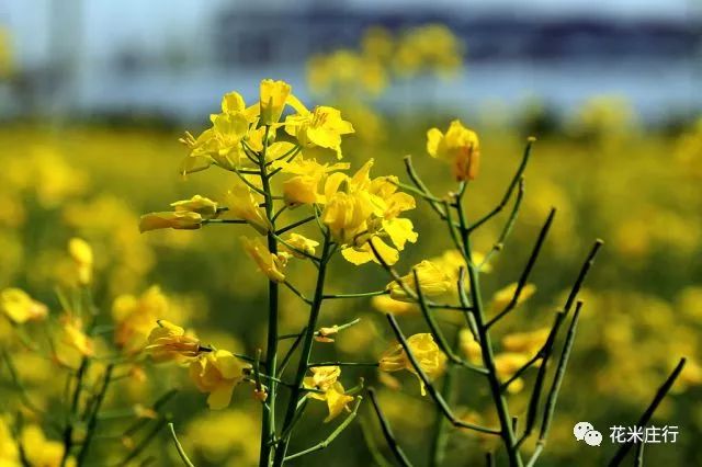 对不起我们来迟了原视频,2019年上海赏花时间表