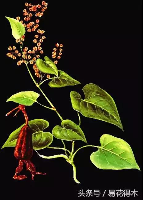 山乌龟怎么养才长得好看,山乌龟大小有区别吗怎么养