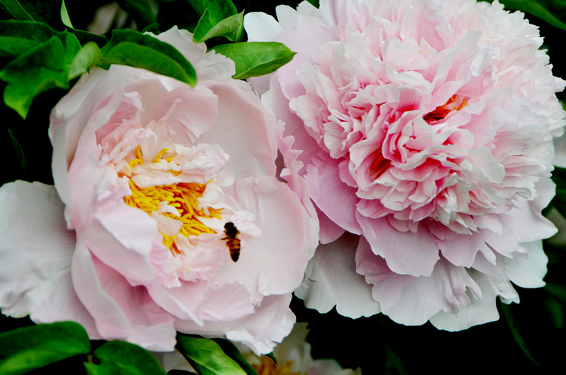 牡丹真国色花开时节动京城谁写的,花开时节动京城唯有牡丹真国色