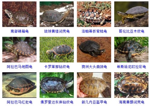 最完整的龟的种类图片大全,常见龟类品种大全图片及名称