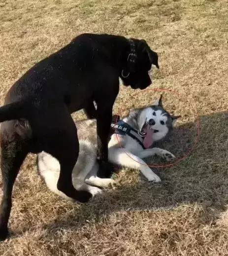 卡斯罗和哈士奇哪个打架厉害,哈士奇遇到卡斯罗