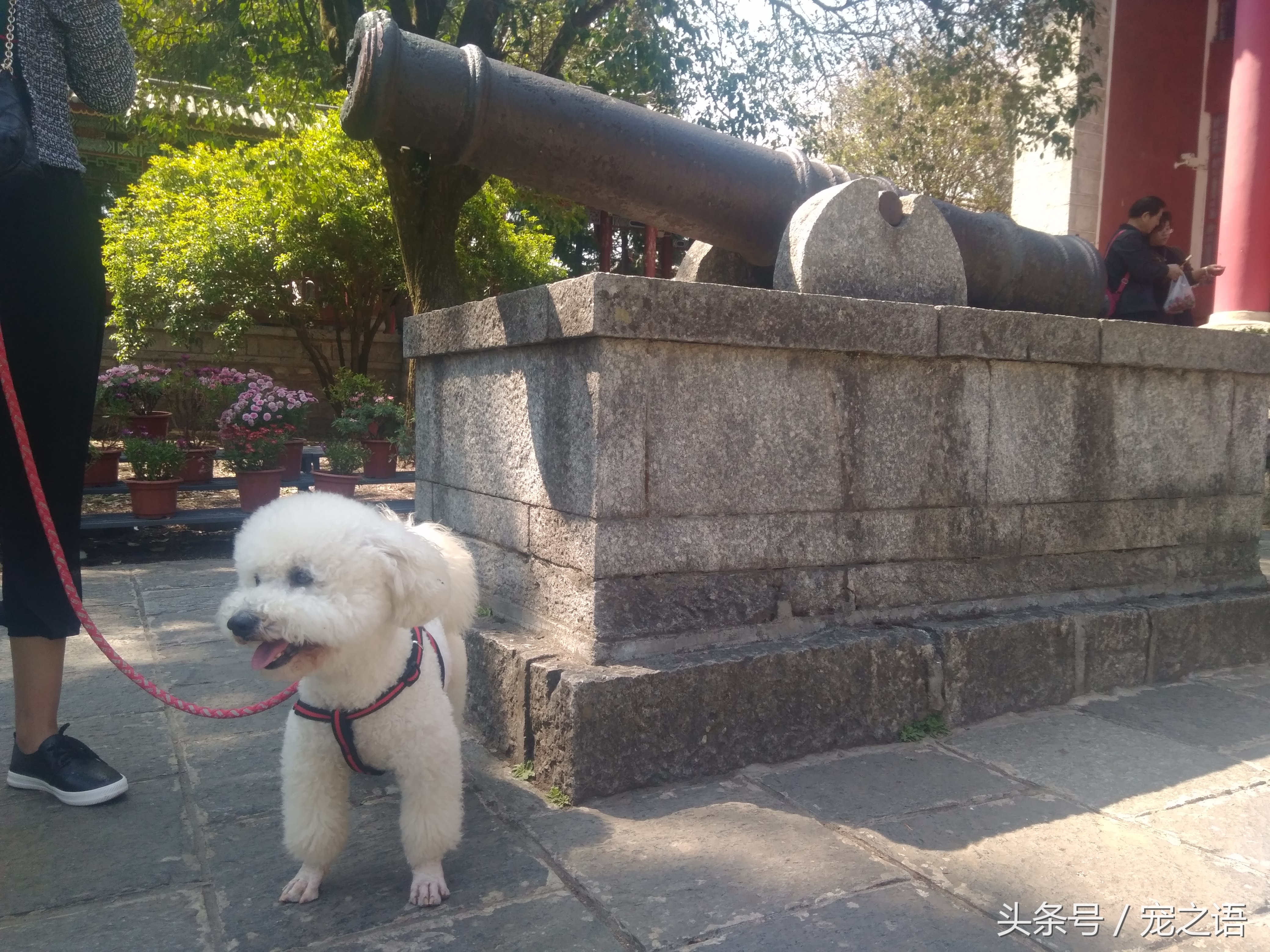 带着狗狗去旅游要准备什么,带狗狗旅行需要注意什么