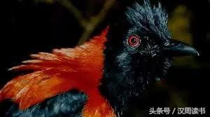 毒药中的泥石流什么鸩毒鹤顶红断肠草在它面前都弱爆了