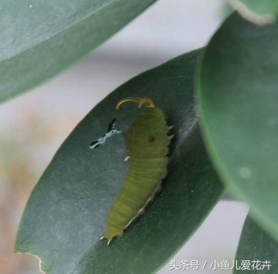 家庭养花常见虫害防治方法,家庭养花防治虫害方法有哪些