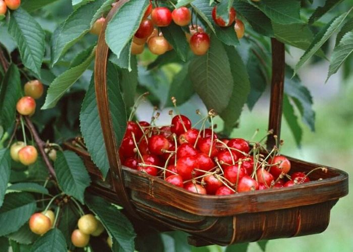 樱桃为什么一次性不能多吃,马上到吃樱桃的季节